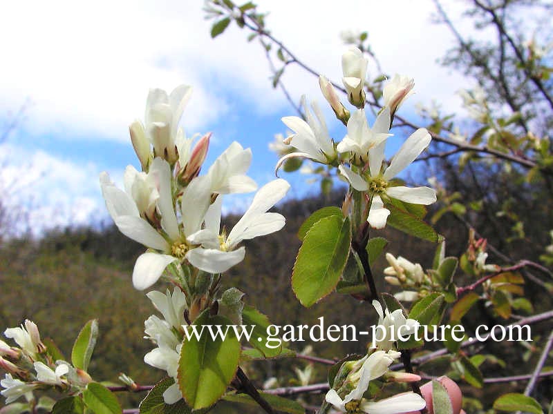 Amelanchier ovalis