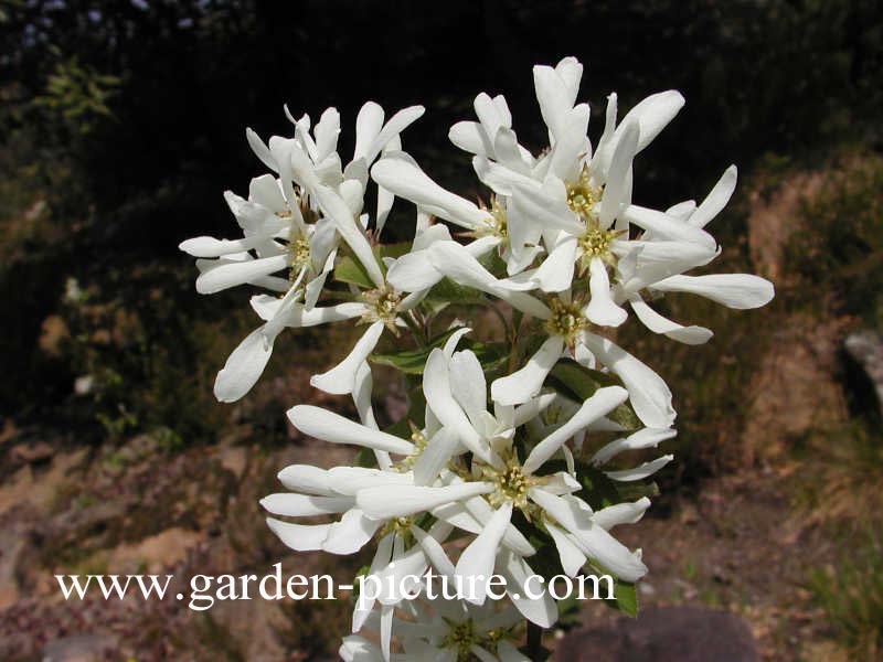 Amelanchier ovalis