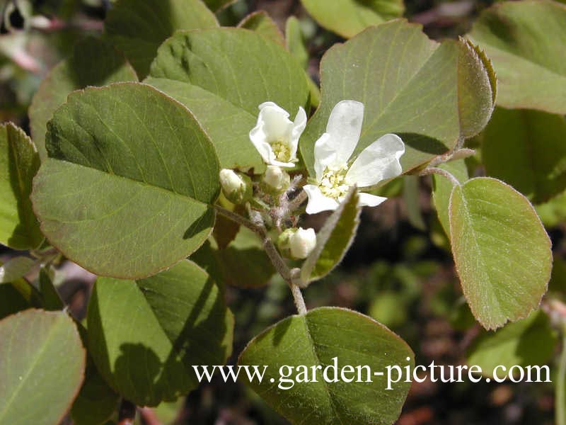 Amelanchier ovalis 'Helvetia'