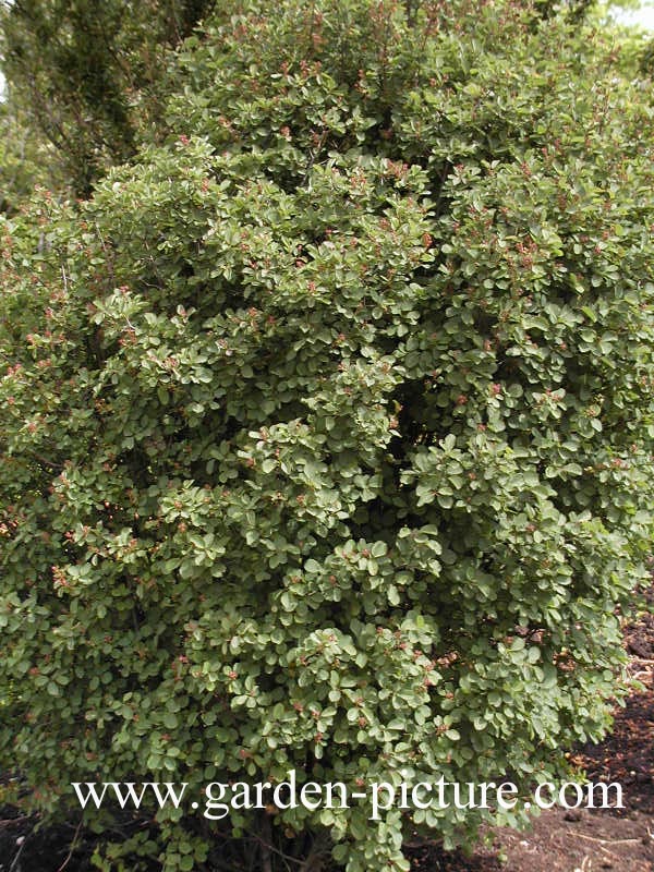 Amelanchier ovalis 'Helvetia'