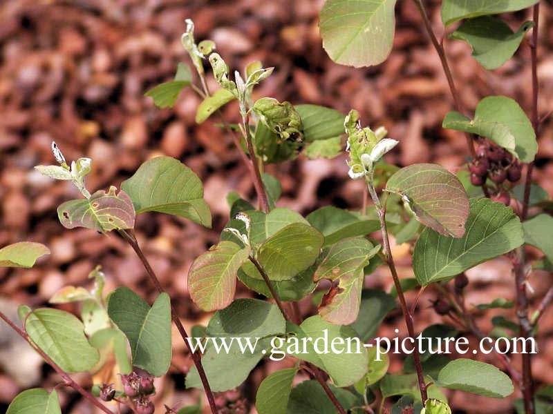 Amelanchier ovalis 'Helvetia'