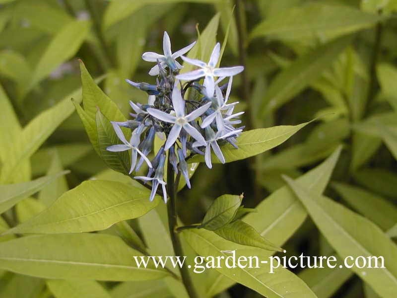 Amsonia ciliata