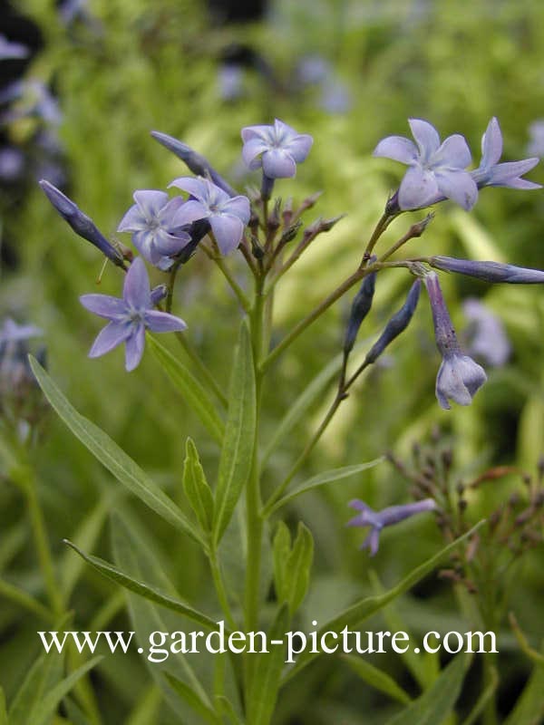 Amsonia tabernaemontana