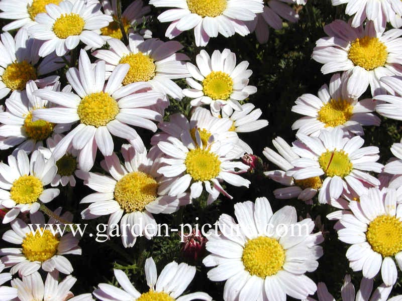 Anacyclus pyranthrum depressus