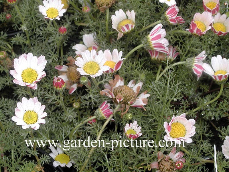 Anacyclus pyranthrum depressus