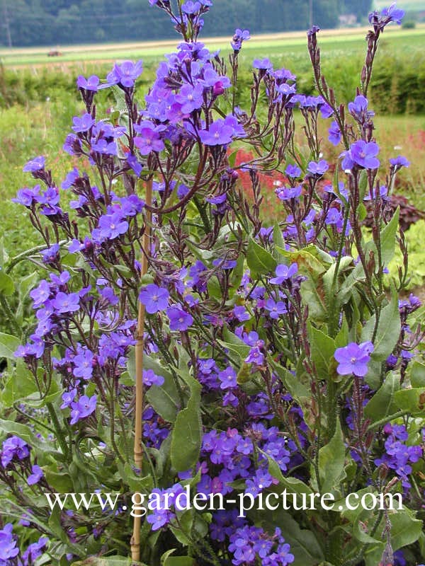 Anchusa azurea 'Loddon Royalist'