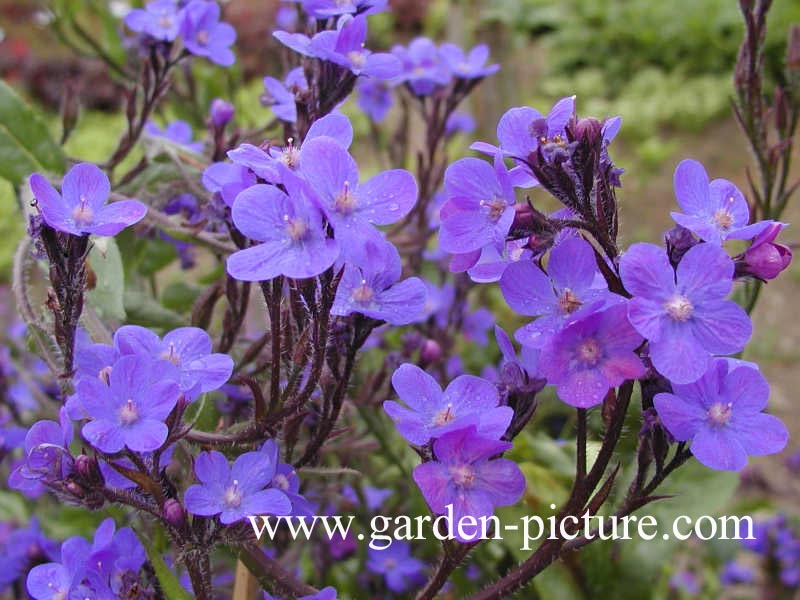 Anchusa azurea 'Loddon Royalist'