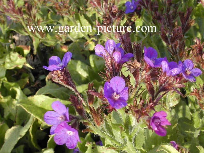 Anchusa azurea 'Loddon Royalist'