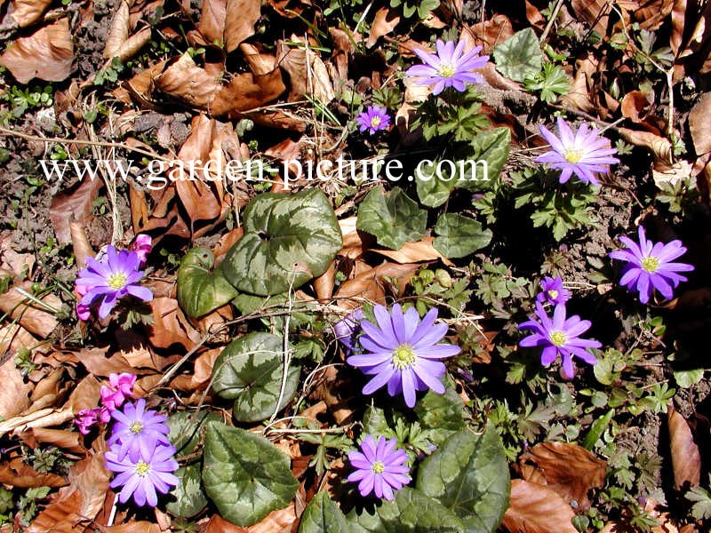 Anemone blanda