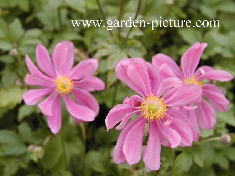 Anemone hupehensis 'Prinz Heinrich'