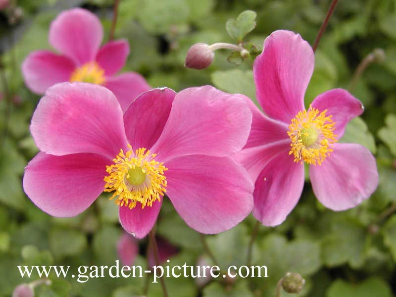 Anemone hupehensis 'Splendens'