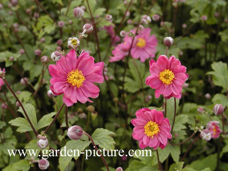 Anemone hybrida 'Pamina'