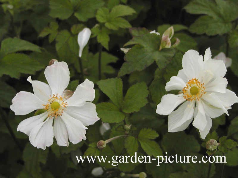 Anemone hybrida 'Whirlwind'