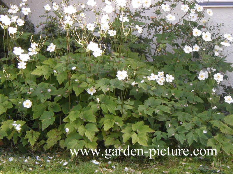 Anemone hybrida 'Honorine Jobert'