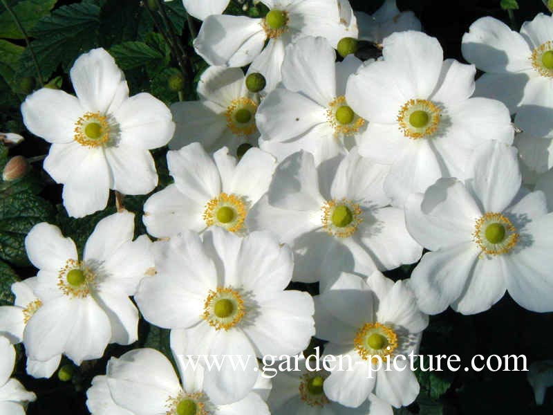 Anemone hybrida 'Honorine Jobert'