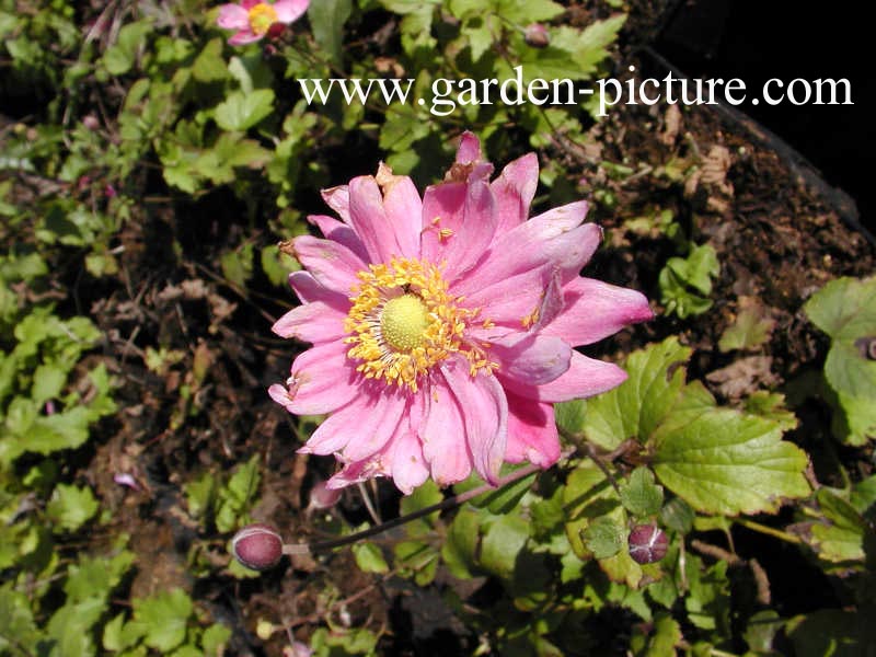 Anemone hybrida 'Pamina'