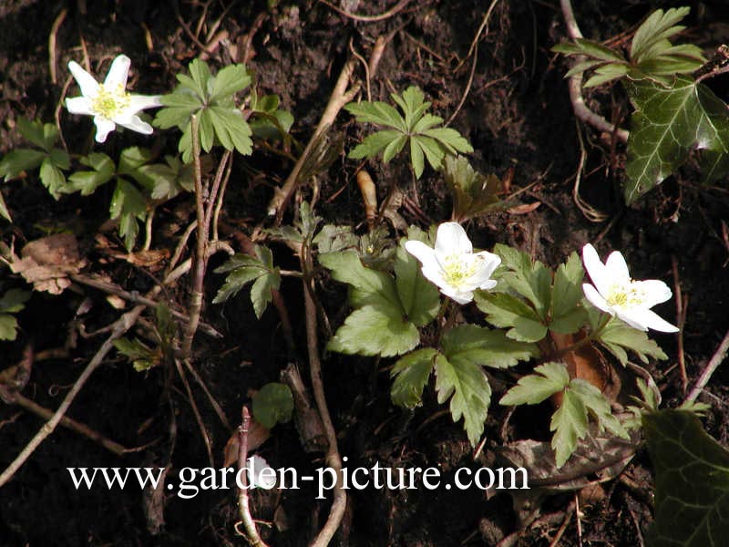 Anemone nemorosa