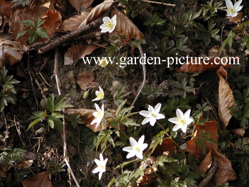 Anemone nemorosa