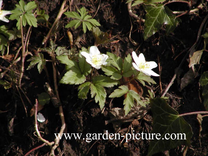 Anemone nemorosa