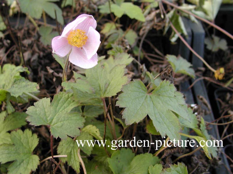 Anemone tomentosa 'Robustissima'