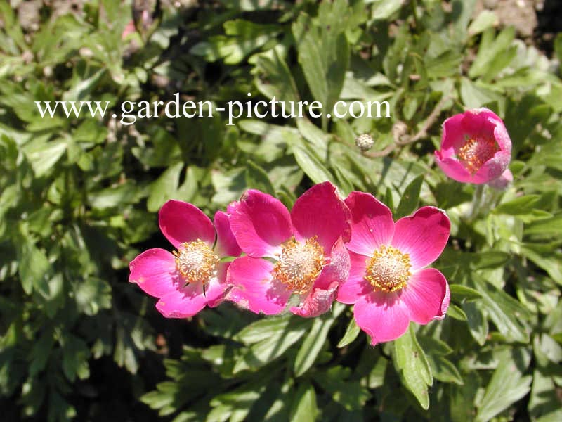 Anemone lesseri