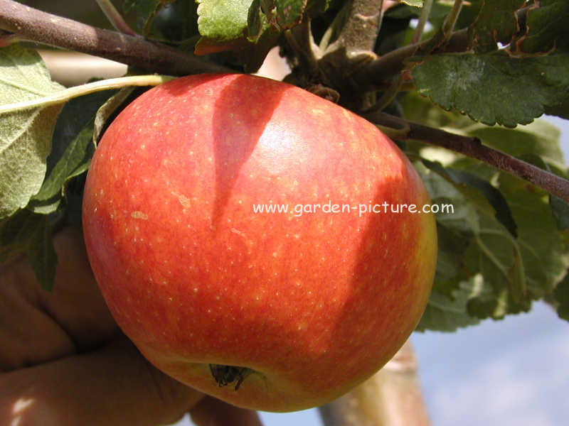 Malus domestica 'Alkmene'