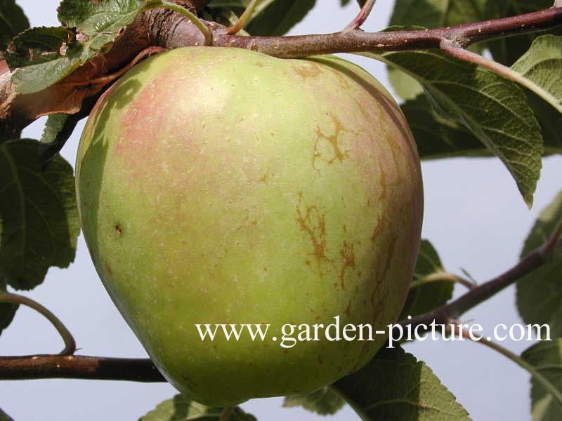 Malus domestica 'Glockenapfel'