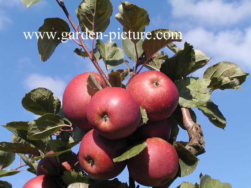 Malus domestica 'Gloster'