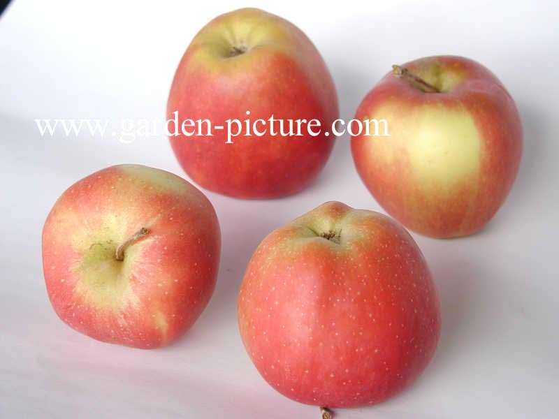 Malus domestica 'Gloster'