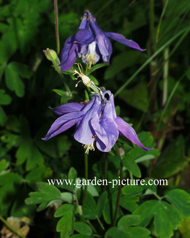 Aquilegia alpina