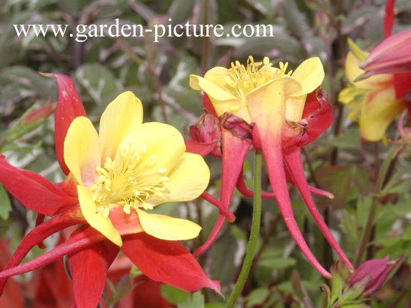 Aquilegia 'Crimson Star'