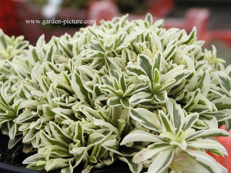 Arabis ferdinandi-coburgii 'Variegata'