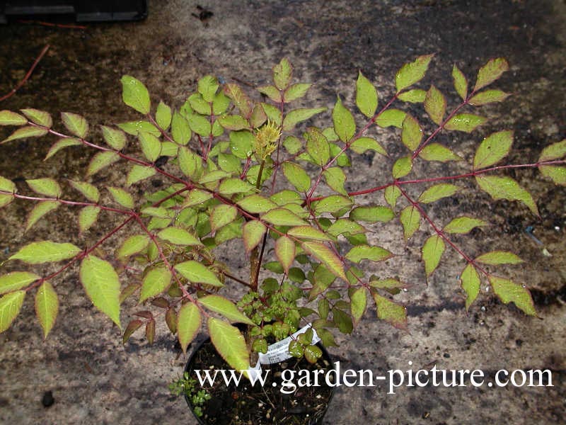 Aralia chinensis