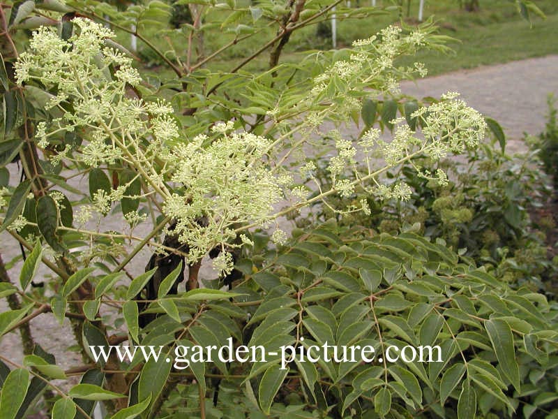 Aralia chinensis