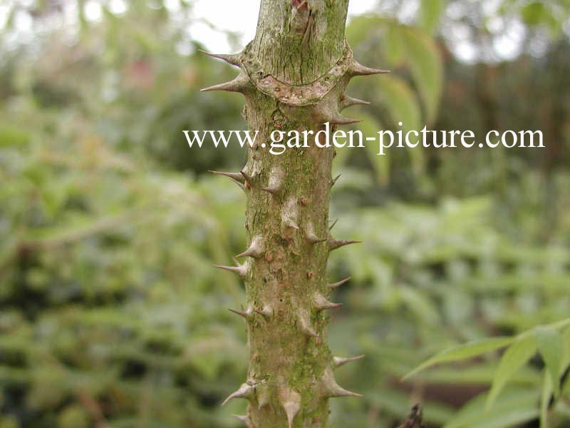 Aralia chinensis