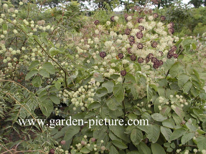 Aralia continentalis