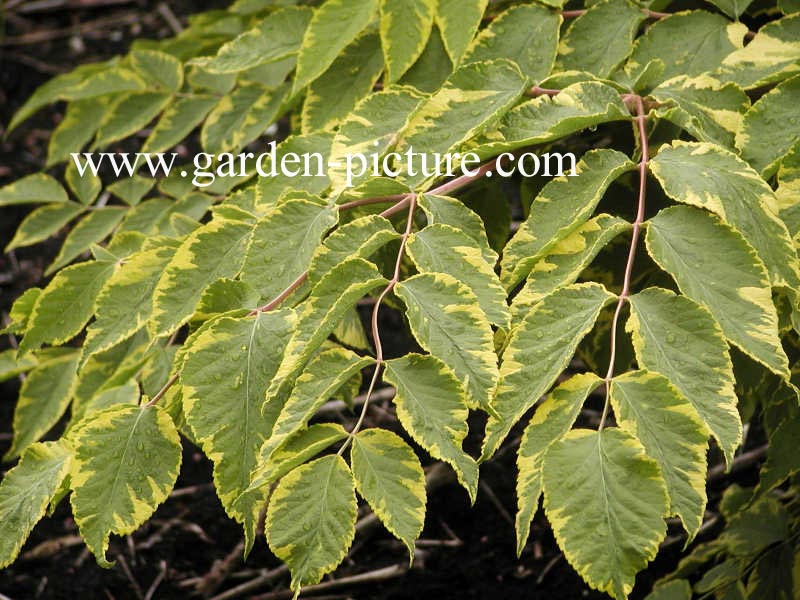 Aralia elata 'Aureovariegata'