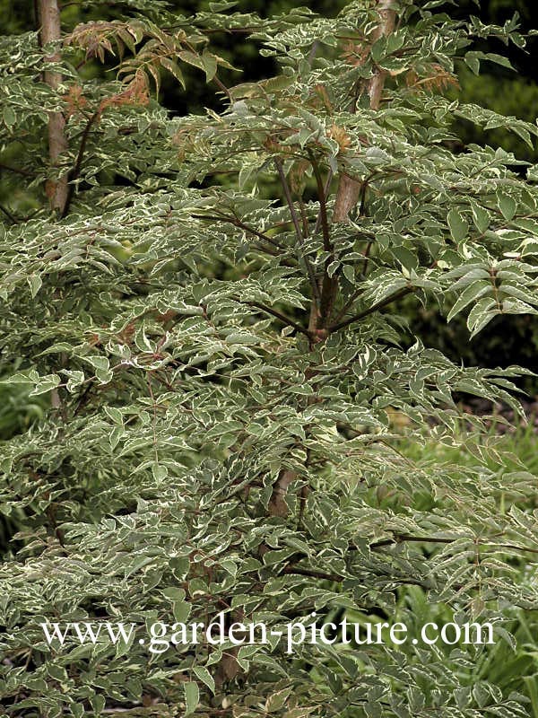 Aralia elata 'Silver Umbrella'