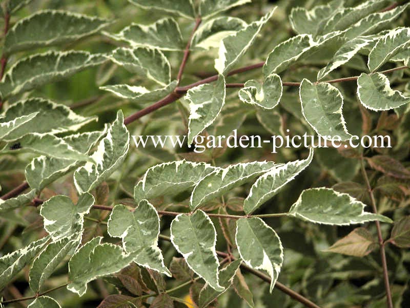 Aralia elata 'Silver Umbrella'