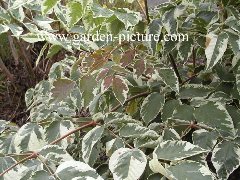 Aralia elata 'Variegata'