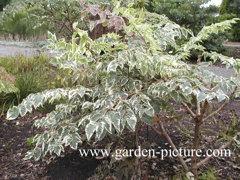 Aralia elata 'Variegata'