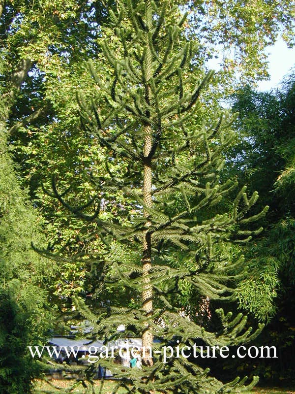 Araucaria araucana