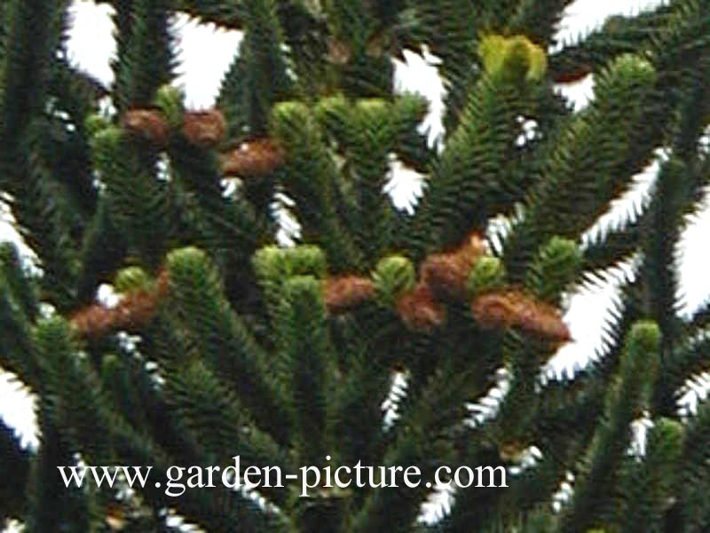 Araucaria araucana