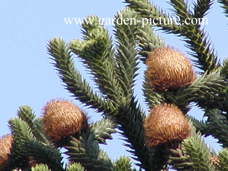 Araucaria araucana