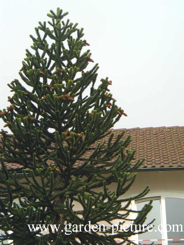 Araucaria araucana