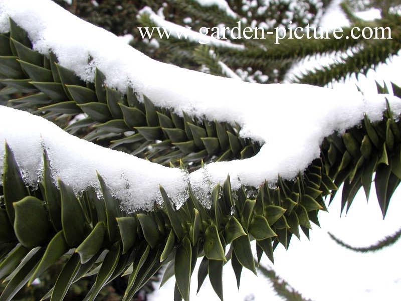 Araucaria araucana