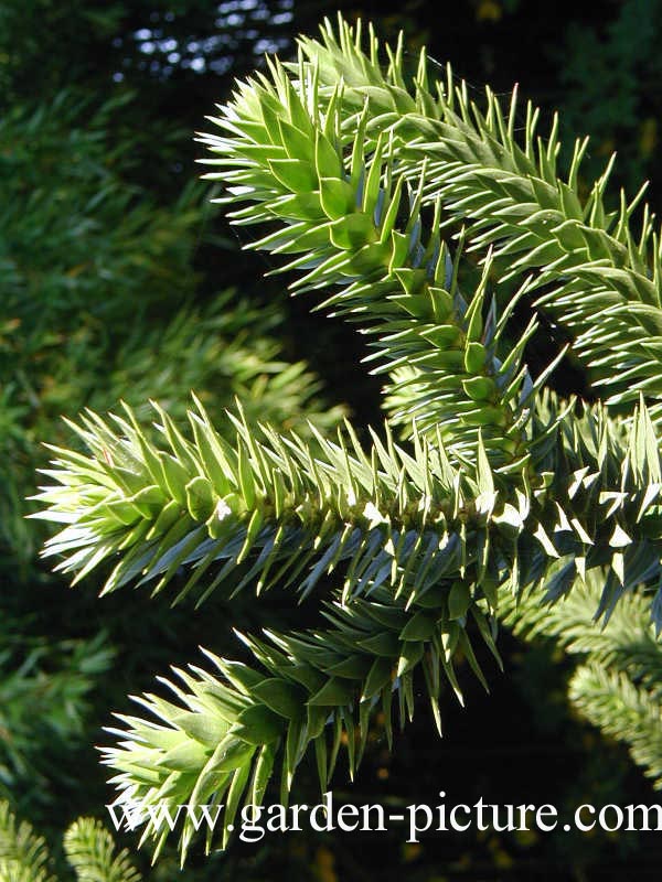 Araucaria araucana