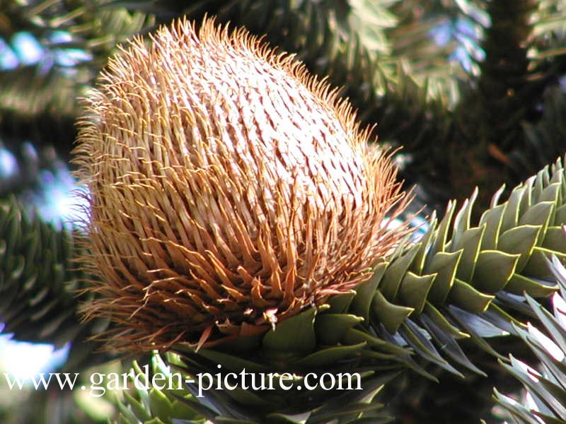 Araucaria araucana