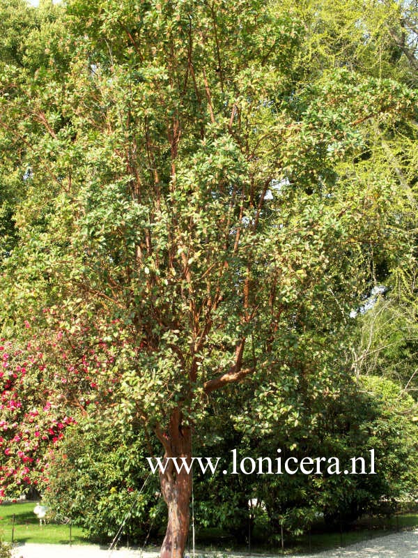 Arbutus andrachne
