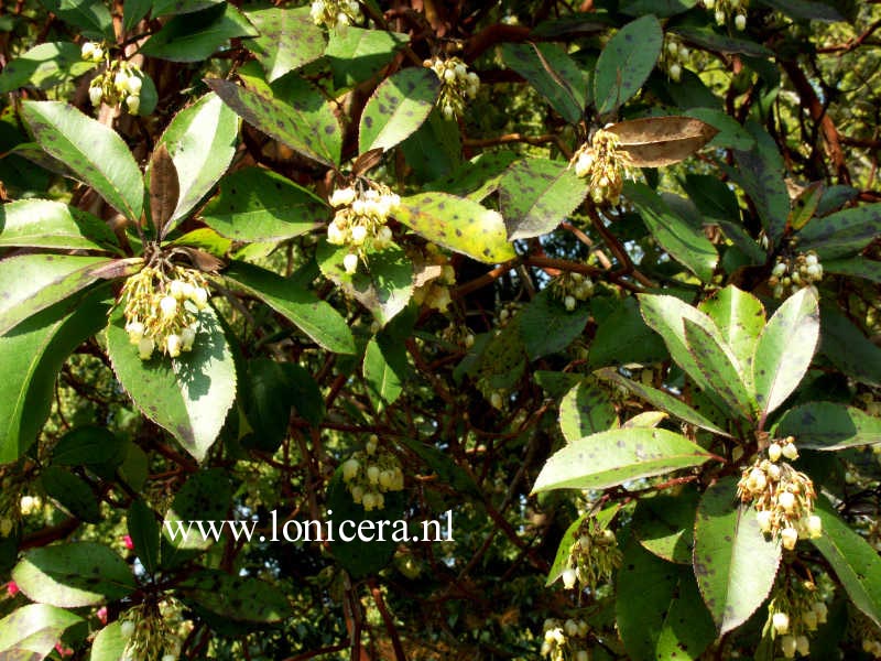 Arbutus andrachne